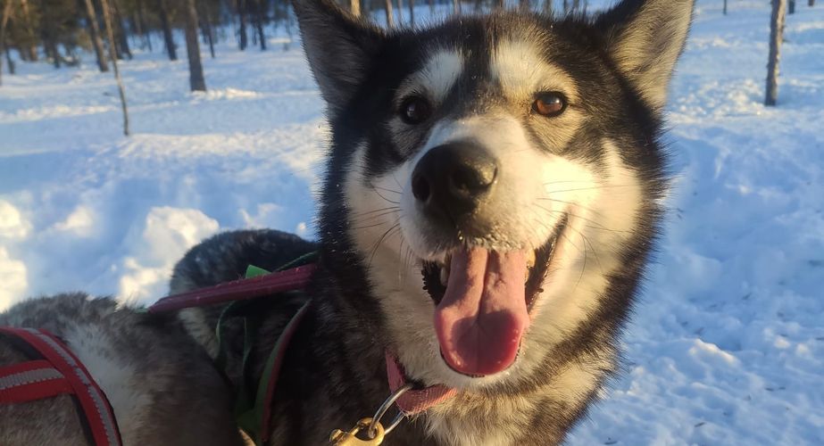 29 38 Lapland 16 29 38 Lapland 16